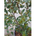 Rhamnus alaternus - alaterne