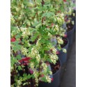 Ribes 'Oregon Snowflake' ®