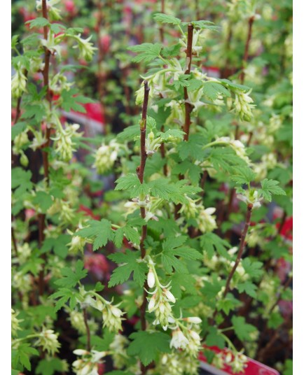 Ribes 'Oregon Snowflake' ®