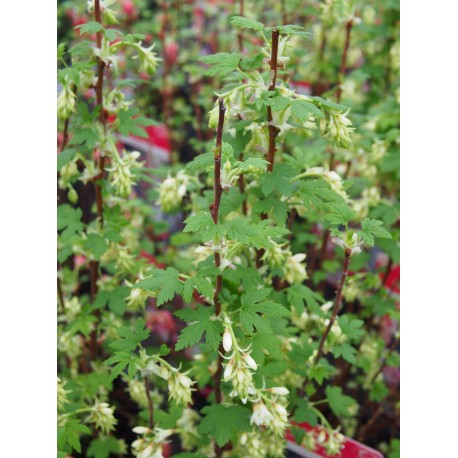 Ribes 'Oregon Snowflake' ®