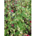 Ribes 'Oregon Snowflake' ®