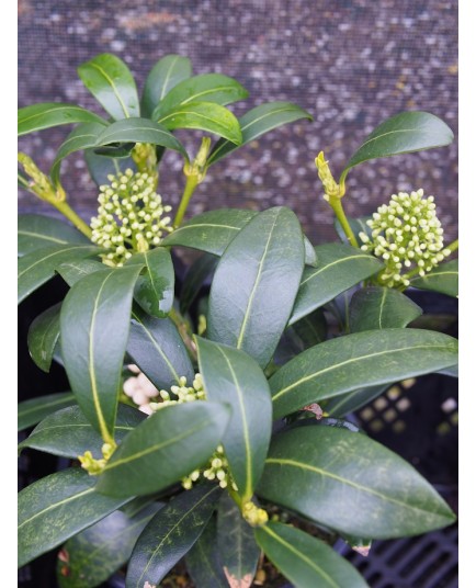 Skimmia japonica 'Kew White'