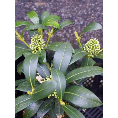 Skimmia japonica 'Kew White'