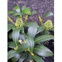 Skimmia japonica 'Kew White'