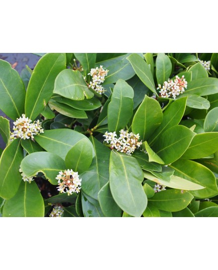 Skimmia japonica 'Veitchii