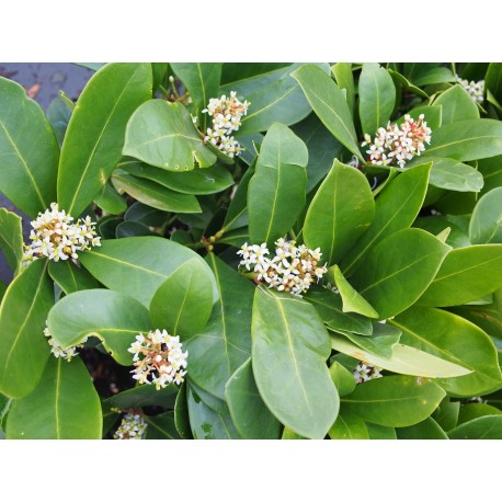 Skimmia japonica 'Veitchii