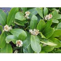 Skimmia japonica 'Veitchii