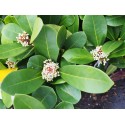 Skimmia japonica 'Veitchii