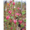 Ribes sanguineum 'Amore'® - groseiller fleur