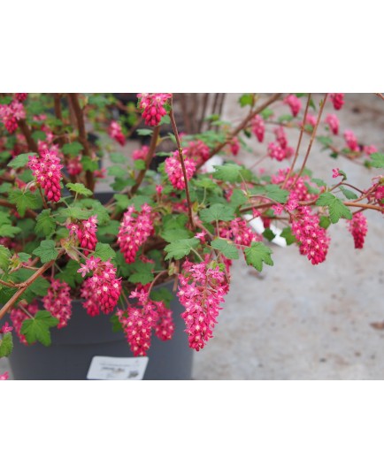 Ribes sanguineum 'Amore'® - groseiller fleur