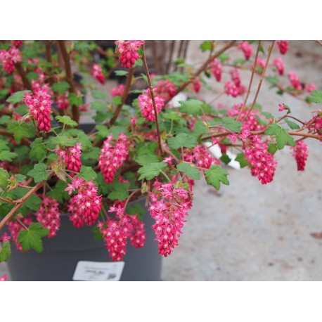 Ribes sanguineum 'Amore'® - groseiller fleur