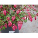 Ribes sanguineum 'Amore'® - groseiller fleur