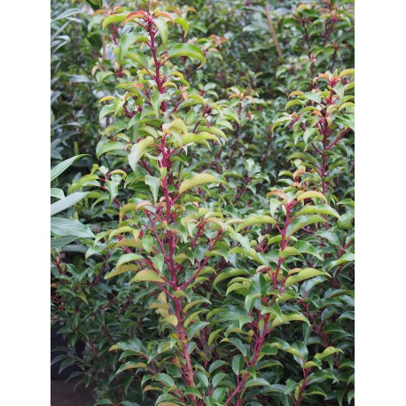 Prunus lusitanica 'Brenelia'® - Laurier du Portugal