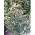 Prunus lusitanica 'Brenelia'® - Laurier du Portugal
