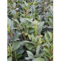 Prunus laurocerasus 'Elly' ®