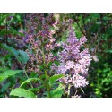 Syringa prestoniae x ' Red Wine'