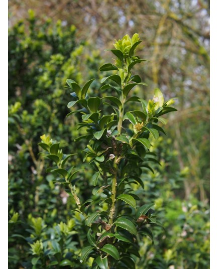 Buxus sempervirens 'Glauca'