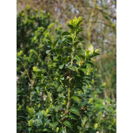 Buxus sempervirens 'Glauca'