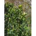 Buxus sempervirens 'Glauca'