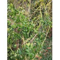 Buxus sempervirens 'Glauca'