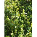 Buxus sempervirens 'Glauca'