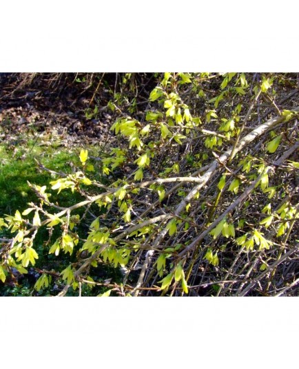 Forsythia 'Arnold Dwarf' – Forsythia nain