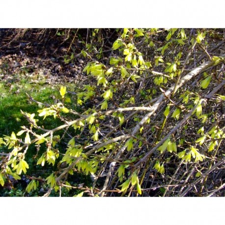 Forsythia 'Arnold Dwarf' – Forsythia nain
