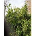 Buxus sempervirens 'Glauca'