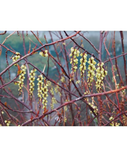 Stachyurus chinensis 'Celina'