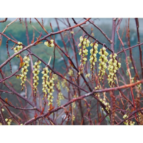 Stachyurus chinensis 'Celina'