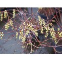 Stachyurus chinensis 'Celina'