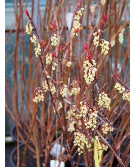 Stachyurus praecox