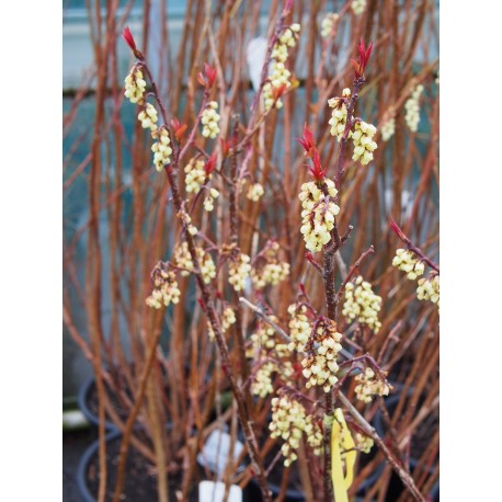 Stachyurus praecox