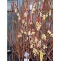 Stachyurus praecox