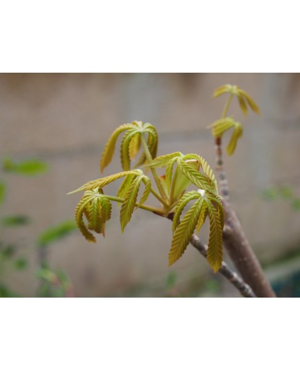 Aesculus flava f. vestita