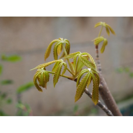 Aesculus flava f. vestita