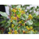 Rhamnus alaternus - alaterne