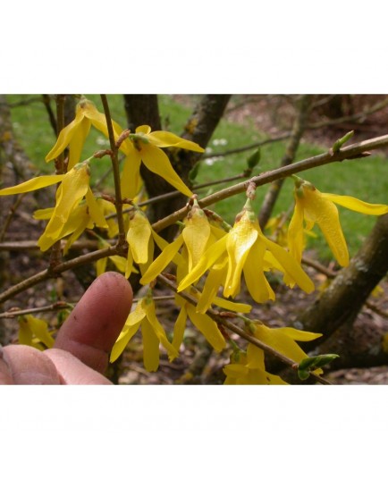 Forsythia 'Beatrix Farrand'