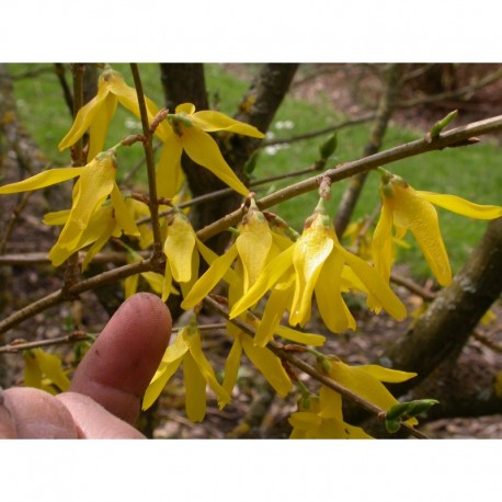 Forsythia 'Beatrix Farrand'