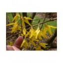 Forsythia 'Beatrix Farrand'