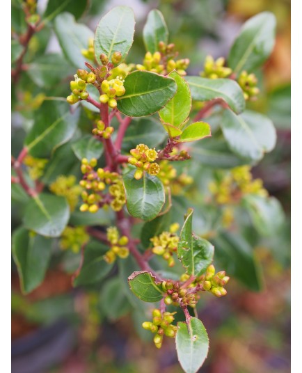 Rhamnus alaternus - alaterne