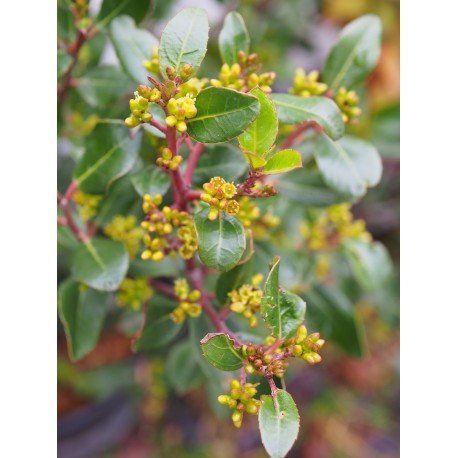 Rhamnus alaternus - alaterne