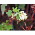 Ribes 'Oregon Snowflake' ®