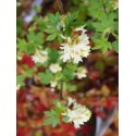 Ribes 'Oregon Snowflake' ®