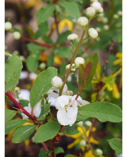 Exochorda racemosa 'Blushing Pearl' ®