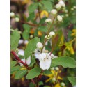 Exochorda racemosa 'Blushing Pearl' ®