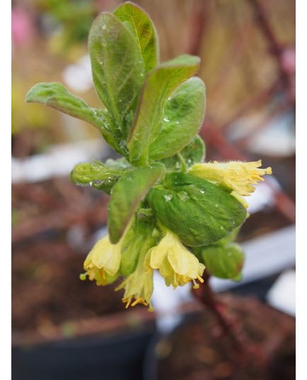 Lonicera caerulea var kamtchatica 'Duet'