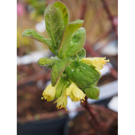 Lonicera caerulea var kamtchatica 'Duet'