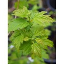 Acer tataricum subsp. ginnala -Erable de Chine, érable de Tatarie