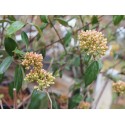 Viburnum burkwoodii x 'Conoy'